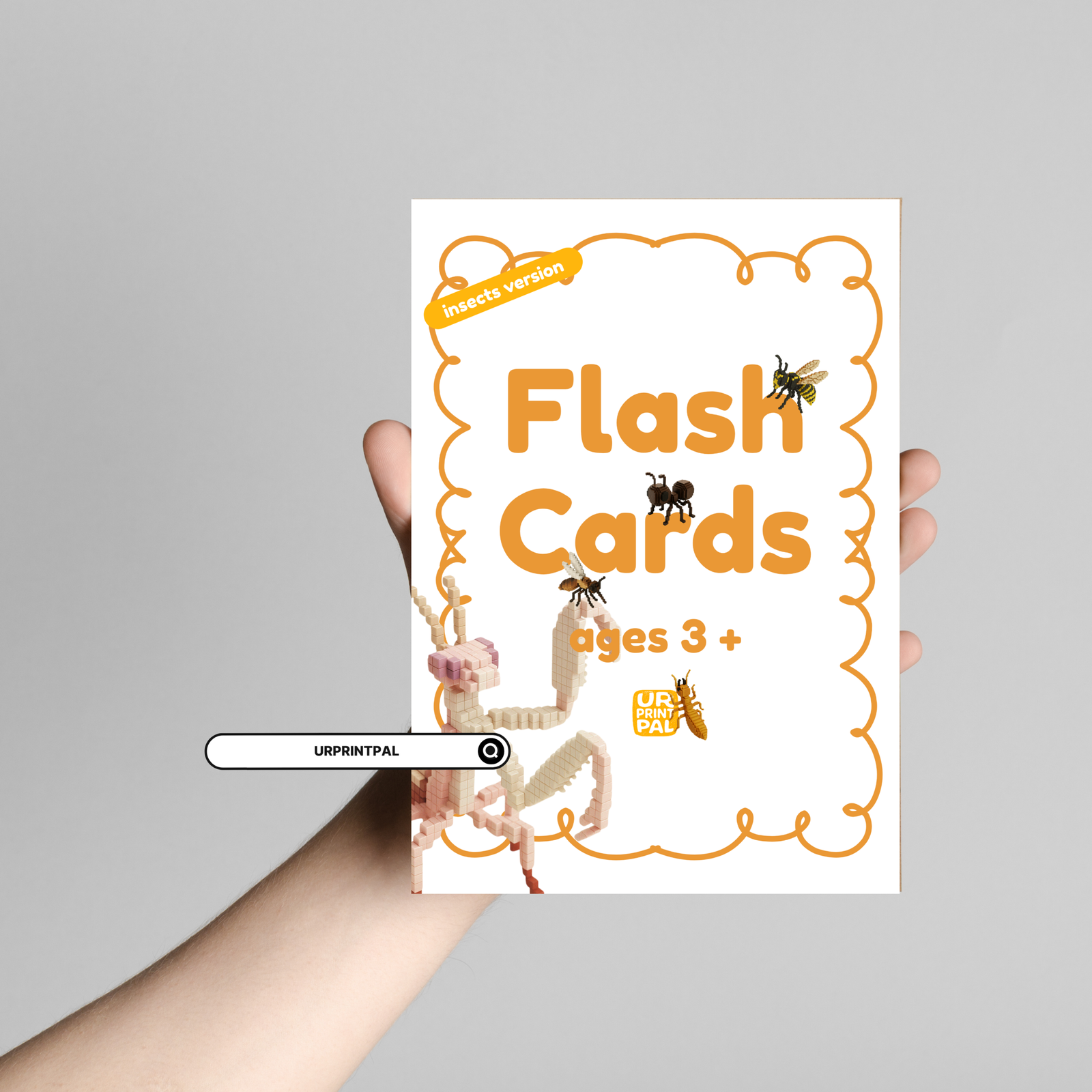Insect Flash Cards for Kids